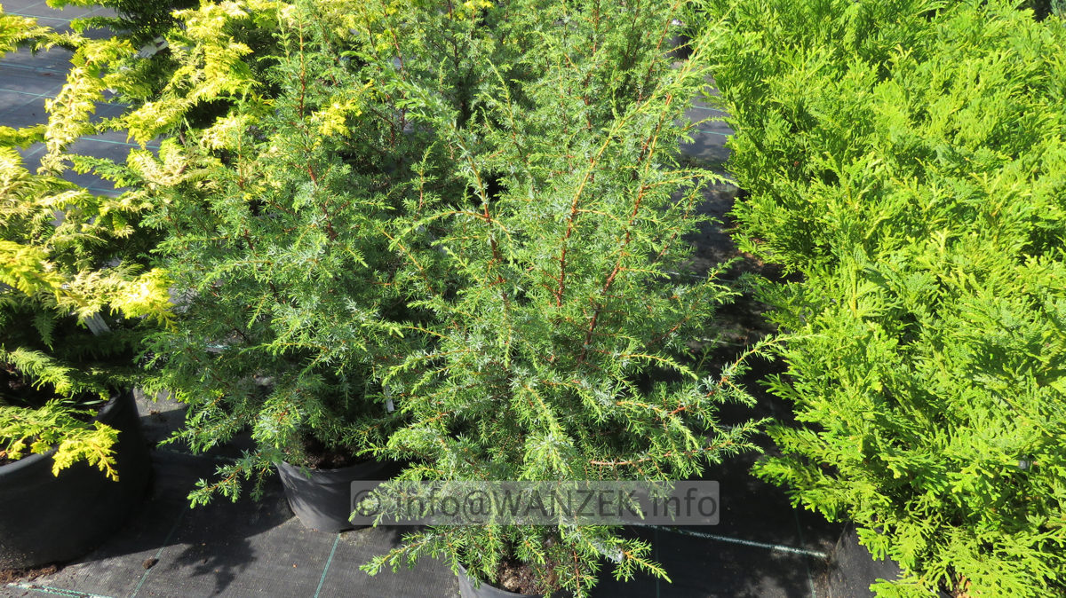 Juniperus communis Bruns 80cm.JPG